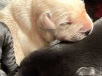 Foxy’s Litter 2024